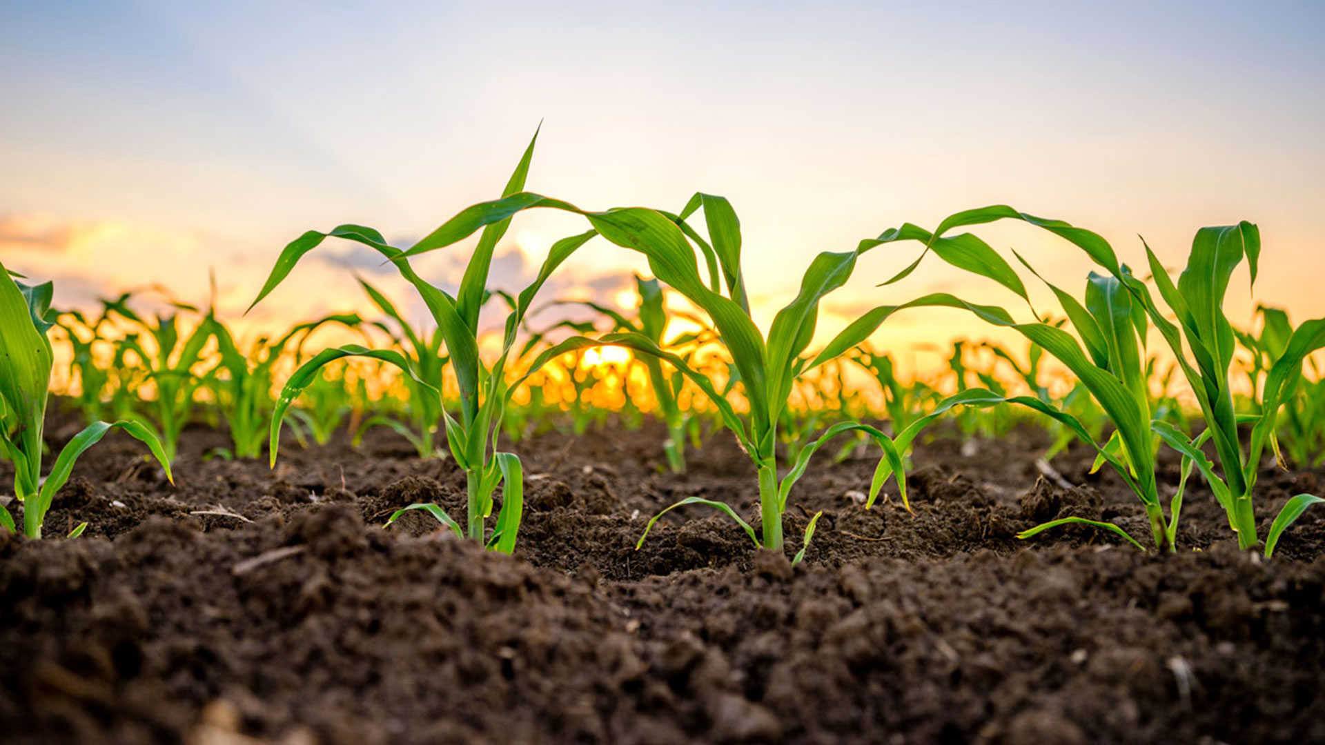 Pakistan Maize Exporters | Pakistan Corn Exporters Home 4 yellow maize exporters - image of pakistan maize seedling