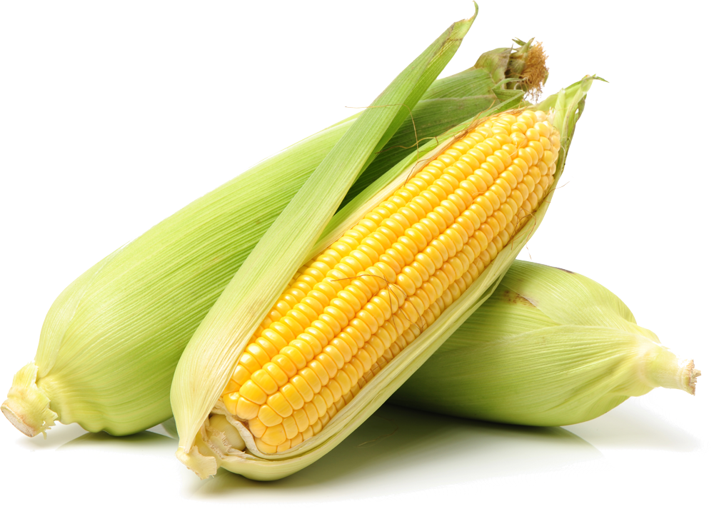 Pakistan Maize Exporters | Pakistan Corn Exporters About Pakistan Maize Exporters | HAS Trading 2 Pakistan Yellow Maize Suppliers