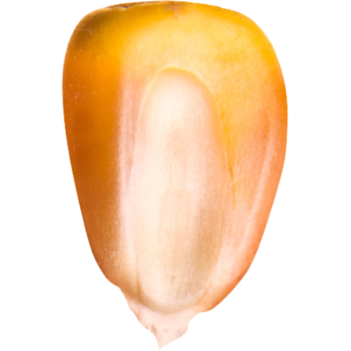 Pakistan Maize Exporters | Pakistan Corn Exporters Pakistan Yellow Corn Specification 77 Image