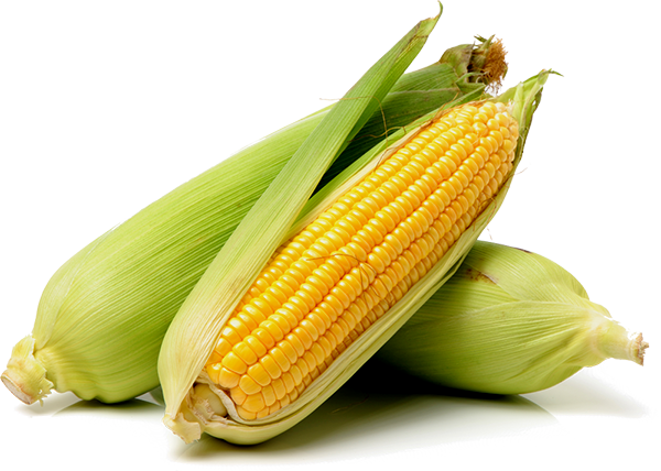 Pakistan Maize Exporters | Pakistan Corn Exporters Home 1 pakistan maize exporters