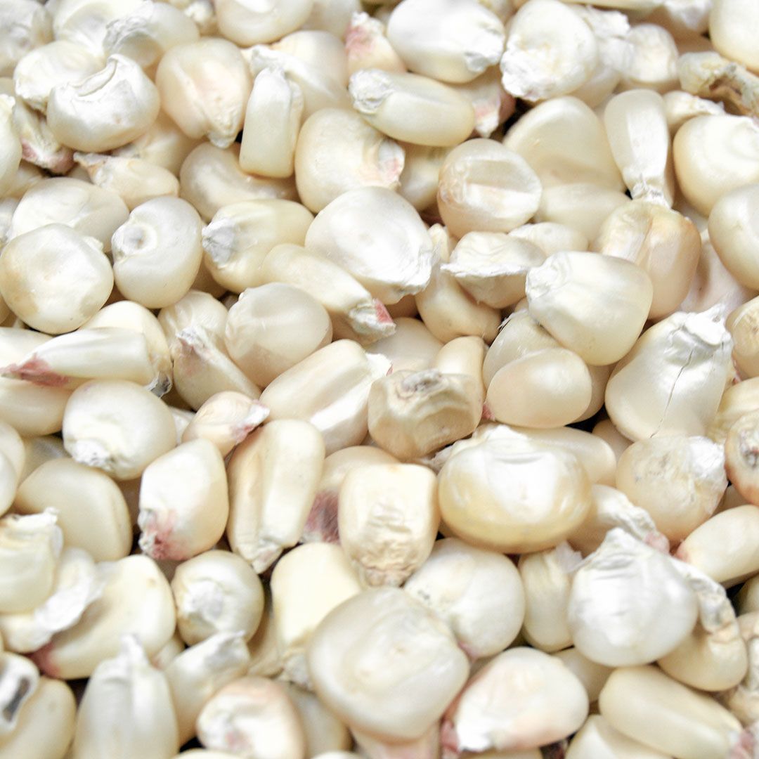 Pakistan Maize Exporters | Pakistan Corn Exporters Home 3 pakistan white maize exporters - image of white maize